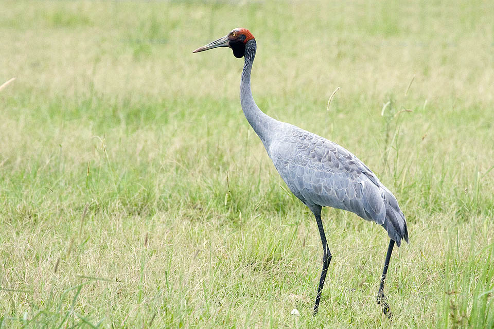 Brolga (Grus rubicunda)